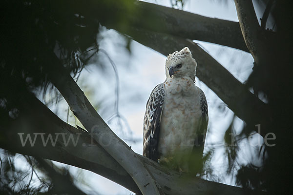 Kronenadler (Stephanoaetus coronatus)