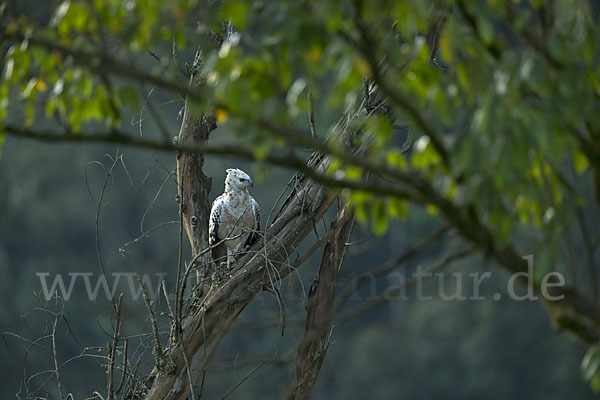 Kronenadler (Stephanoaetus coronatus)