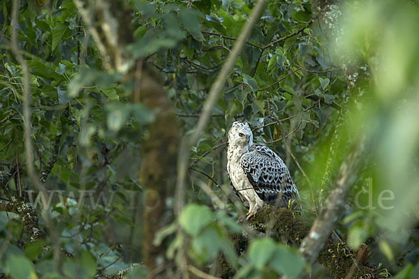 Kronenadler (Stephanoaetus coronatus)