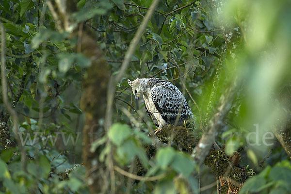 Kronenadler (Stephanoaetus coronatus)