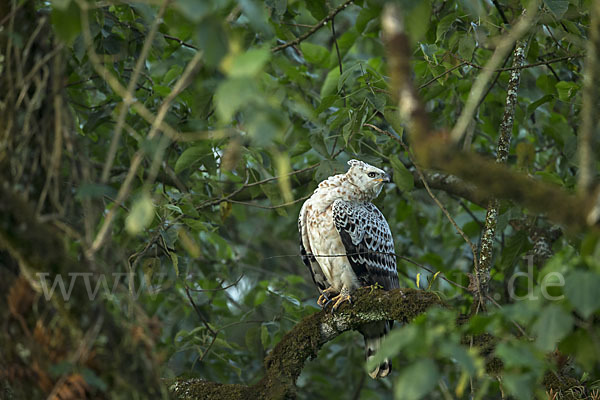 Kronenadler (Stephanoaetus coronatus)
