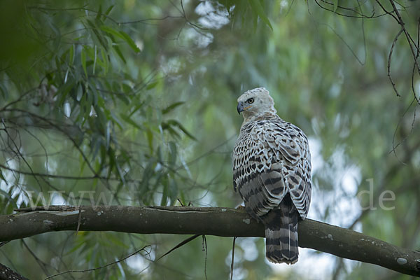 Kronenadler (Stephanoaetus coronatus)