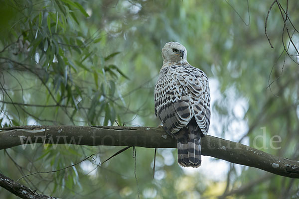 Kronenadler (Stephanoaetus coronatus)