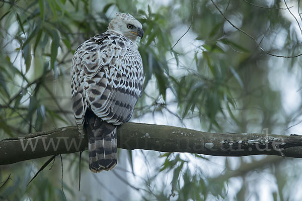 Kronenadler (Stephanoaetus coronatus)