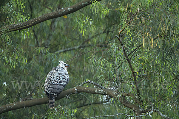 Kronenadler (Stephanoaetus coronatus)