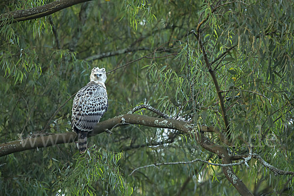 Kronenadler (Stephanoaetus coronatus)