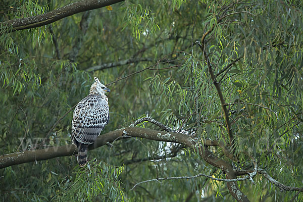 Kronenadler (Stephanoaetus coronatus)