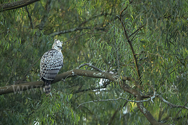 Kronenadler (Stephanoaetus coronatus)