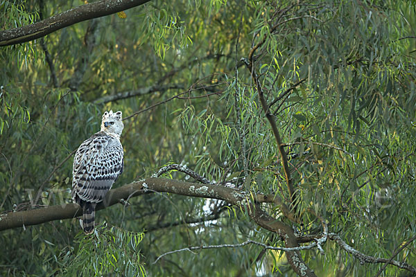 Kronenadler (Stephanoaetus coronatus)