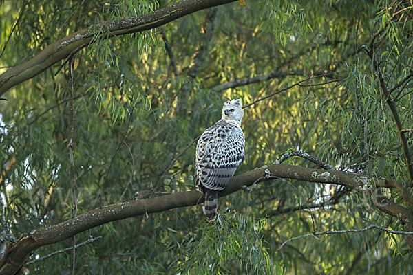 Kronenadler (Stephanoaetus coronatus)