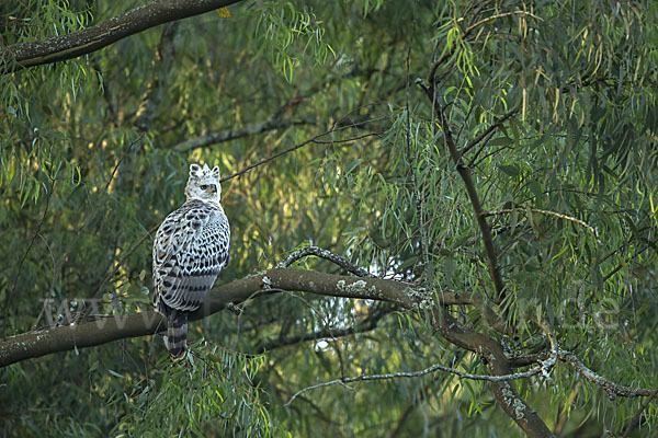 Kronenadler (Stephanoaetus coronatus)