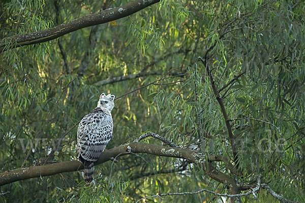 Kronenadler (Stephanoaetus coronatus)