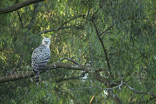 Kronenadler (Stephanoaetus coronatus)