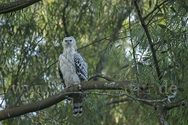 Kronenadler (Stephanoaetus coronatus)