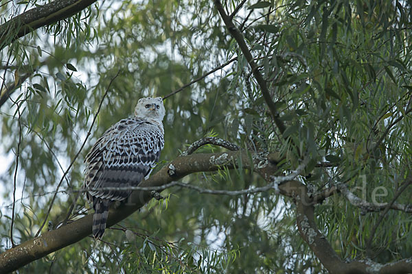 Kronenadler (Stephanoaetus coronatus)