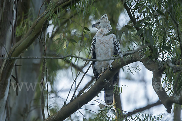 Kronenadler (Stephanoaetus coronatus)