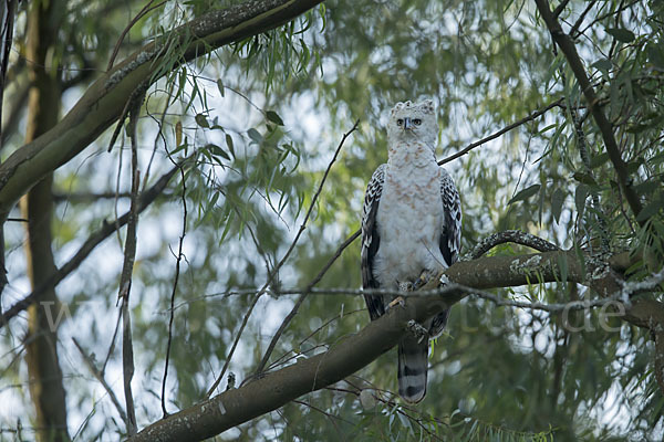 Kronenadler (Stephanoaetus coronatus)