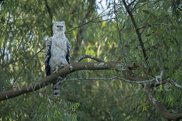 Kronenadler (Stephanoaetus coronatus)