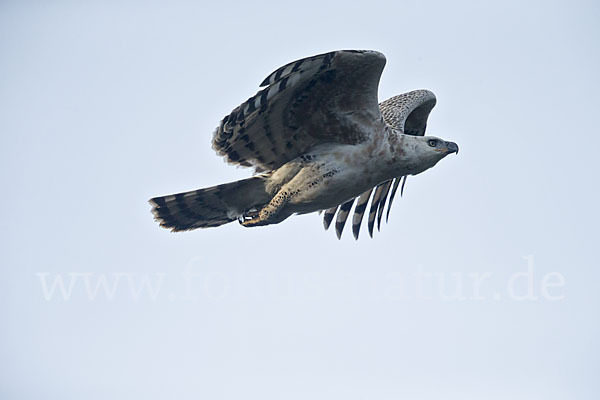 Kronenadler (Stephanoaetus coronatus)