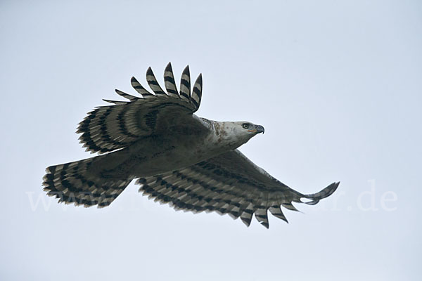 Kronenadler (Stephanoaetus coronatus)