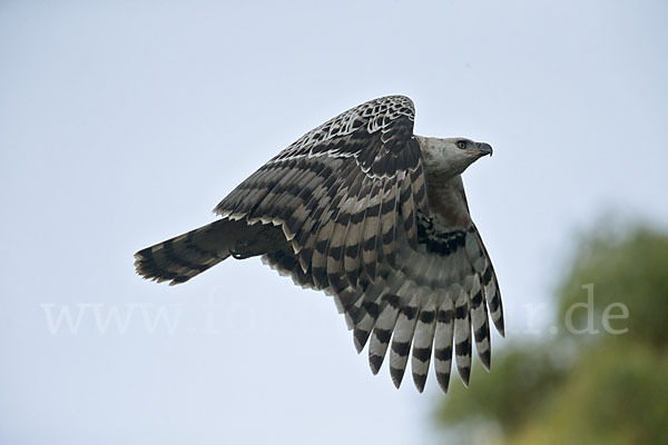 Kronenadler (Stephanoaetus coronatus)