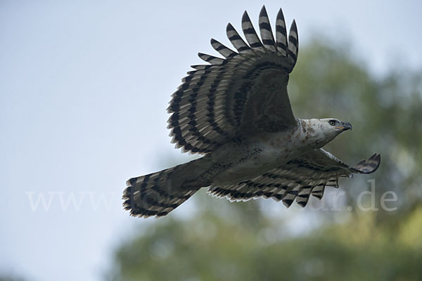 Kronenadler (Stephanoaetus coronatus)