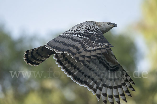 Kronenadler (Stephanoaetus coronatus)