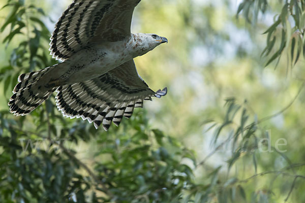 Kronenadler (Stephanoaetus coronatus)