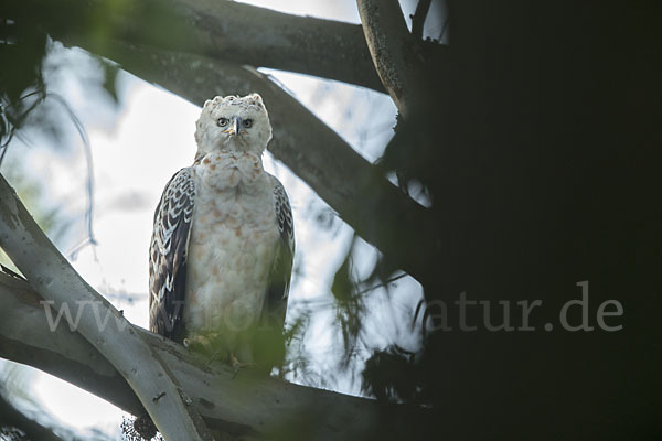 Kronenadler (Stephanoaetus coronatus)