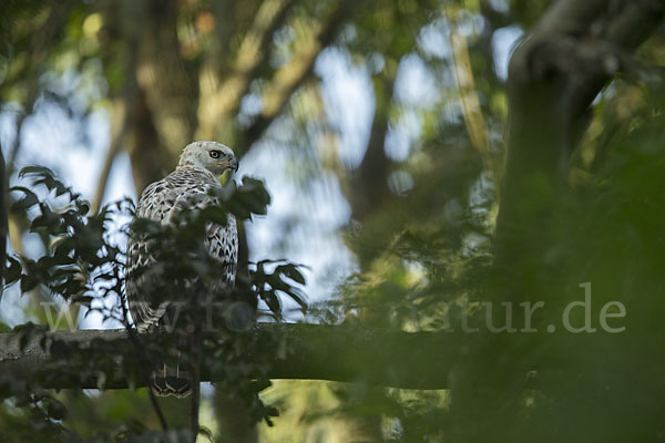 Kronenadler (Stephanoaetus coronatus)