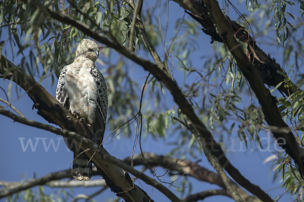 Kronenadler (Stephanoaetus coronatus)