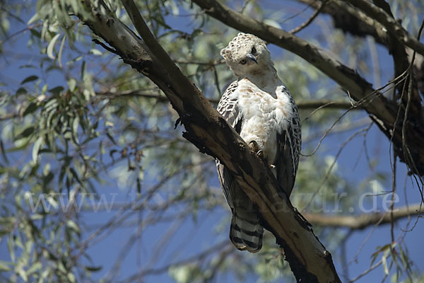 Kronenadler (Stephanoaetus coronatus)