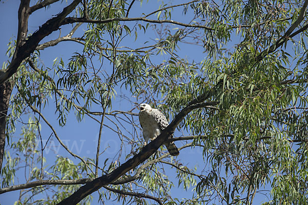 Kronenadler (Stephanoaetus coronatus)