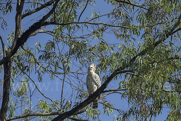 Kronenadler (Stephanoaetus coronatus)