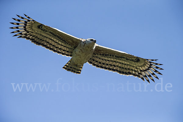 Kronenadler (Stephanoaetus coronatus)