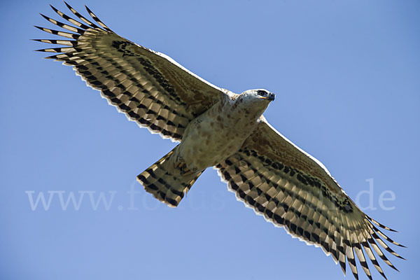 Kronenadler (Stephanoaetus coronatus)