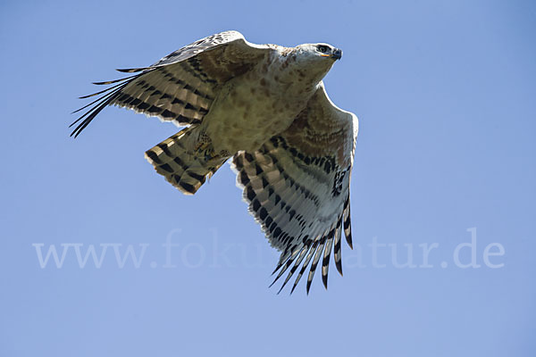 Kronenadler (Stephanoaetus coronatus)