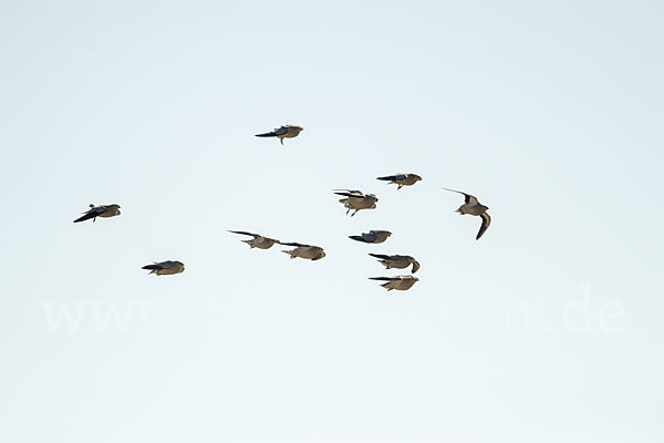 Kronenflughuhn (Pterocles coronatus)