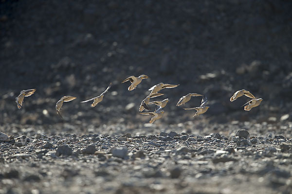 Kronenflughuhn (Pterocles coronatus)