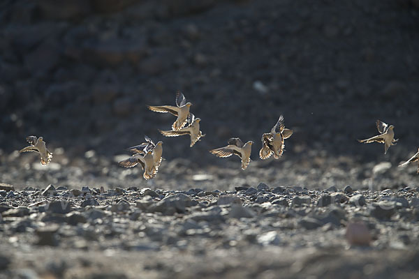 Kronenflughuhn (Pterocles coronatus)