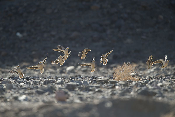 Kronenflughuhn (Pterocles coronatus)