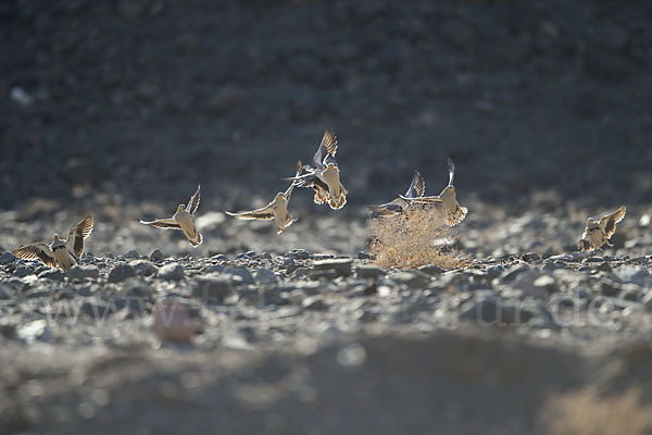 Kronenflughuhn (Pterocles coronatus)