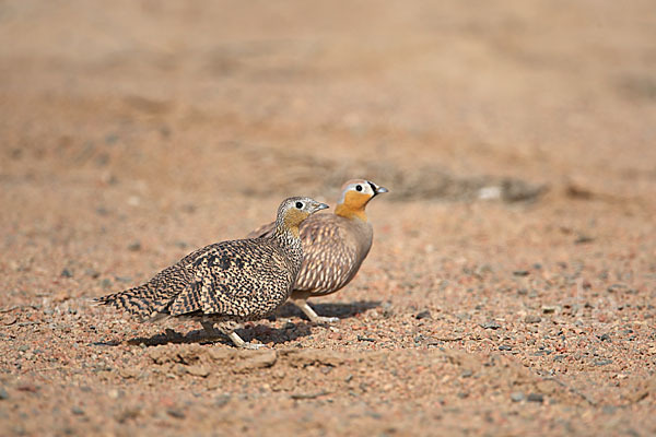 Kronenflughuhn (Pterocles coronatus)