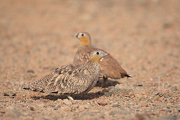 Kronenflughuhn (Pterocles coronatus)