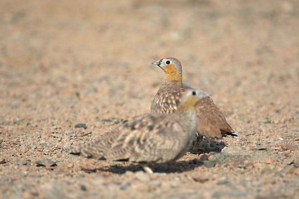 Kronenflughuhn (Pterocles coronatus)