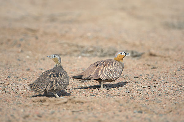 Kronenflughuhn (Pterocles coronatus)