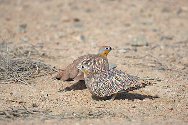 Kronenflughuhn (Pterocles coronatus)