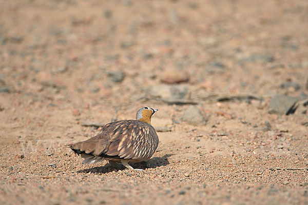 Kronenflughuhn (Pterocles coronatus)