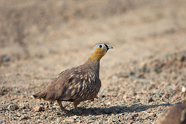 Kronenflughuhn (Pterocles coronatus)