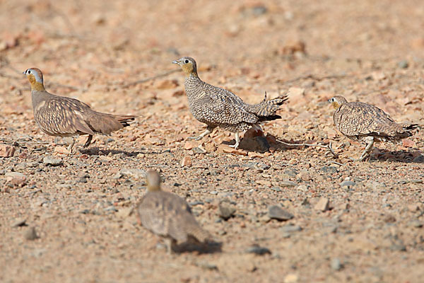 Kronenflughuhn (Pterocles coronatus)